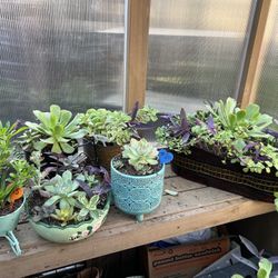 Many Beautifully Potted Succulents 