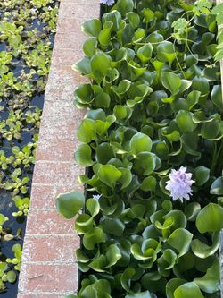 Water Hyacinth
