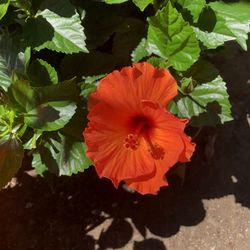 Hibiscus Plants 