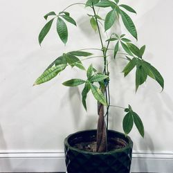 Money Tree In 12” Ceramic Pot; $15 Without The Ceramic Pot