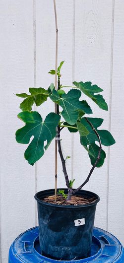 Fig Tree