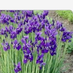 Small purple iris plant clump