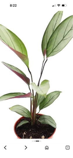 Calathea setosa grey star
