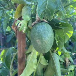 5 Gallon Size- Passion Fruit Vines- Almond Trees- Banana Plants- Mango Trees- Lemon Guava Trees- Strawberry Guava Trees- Sapote Trees- Jujube Trees- 