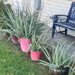 Aloe Vera Plants Each Sold Separately