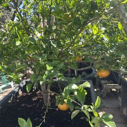 Kumquat Plant For Sale