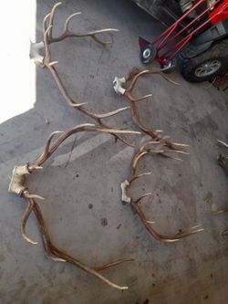 Large Elk Antlers Lot 275 each