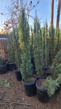 Italian Cypress 