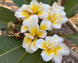 Bali Whirl plumeria