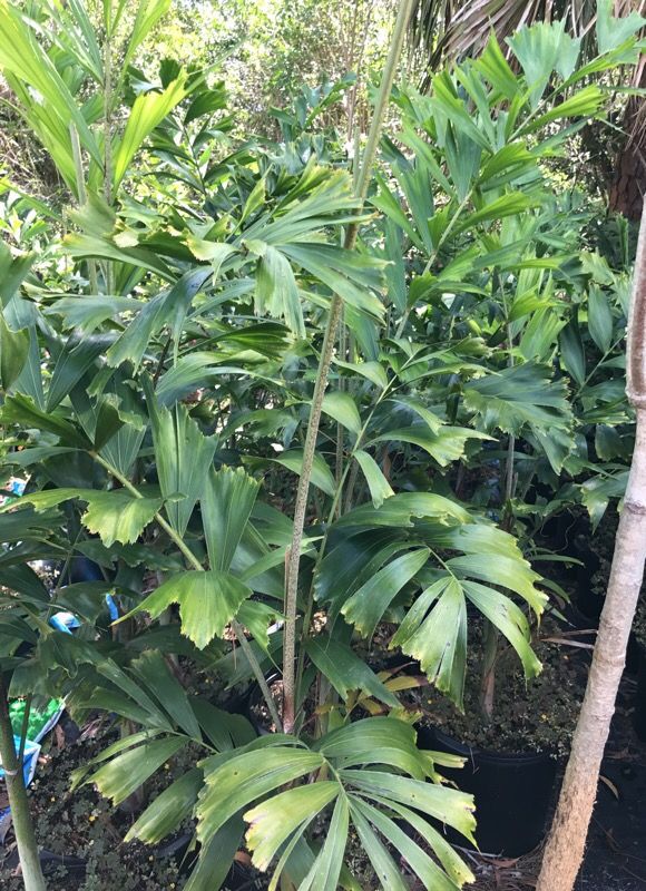Foxtail Palm