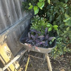 A Wheelbarrow Full of Succulents $30
