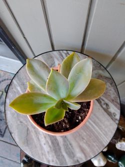 Succulent Plant