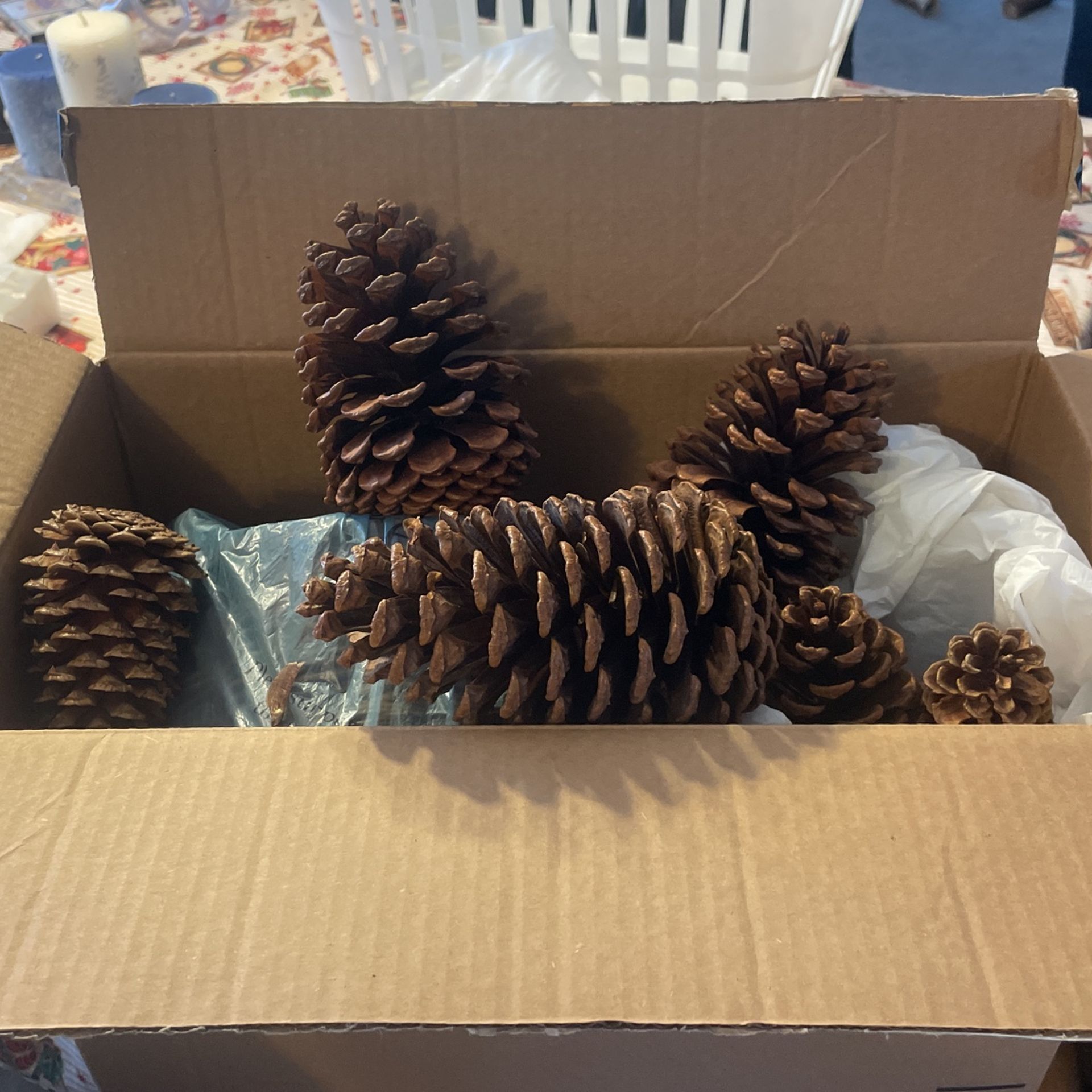 Box Of Assorted Size Pine Cones