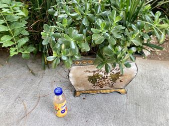 Jade Plant big & healthy