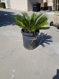 Sago Palm Tree