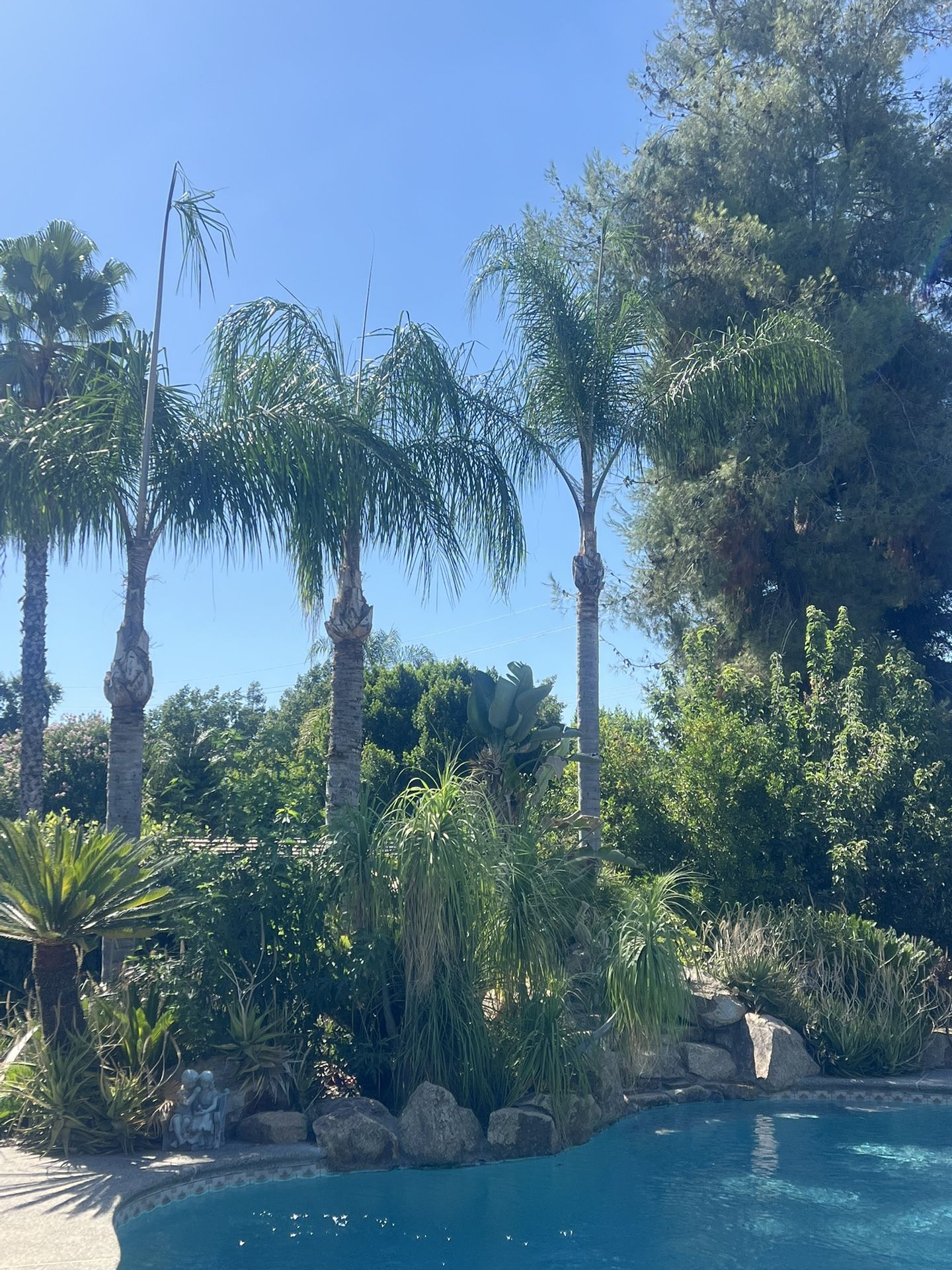 PALM TREE π΄ Palm Tree ποΈ