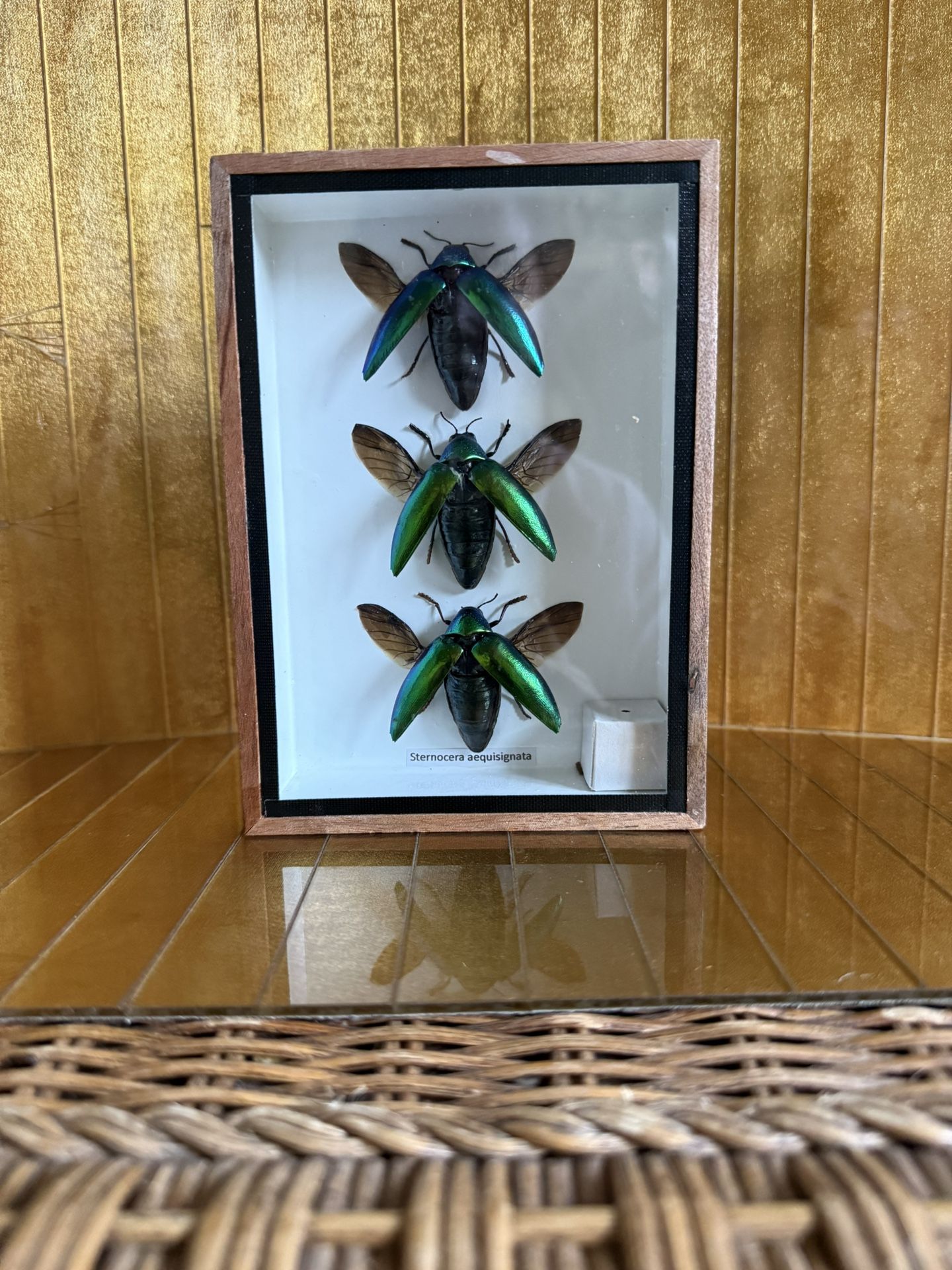 Iridescent Three Taxidermy Beatles