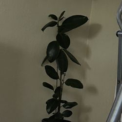 3ft  Fiscus plant  