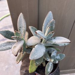 Plant