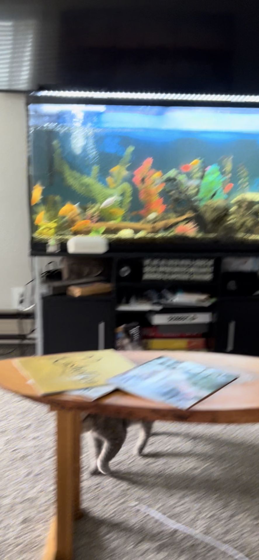 60 Gallon Fish Tank,All Products : American Fashion Style Bags On Sale