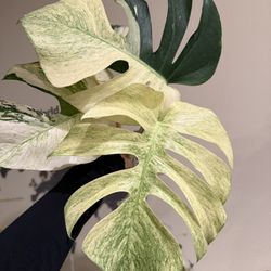 monstera mint Variegated Full Plant