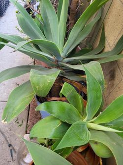 3 Large Agave Fox Tail  Soft  Leaves   Succulents 20”-30”  All 3 For 