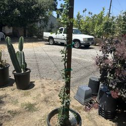 Guamuchil Tree