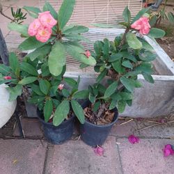 Corona De Christo Plants 