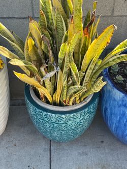 Porcelain  pot