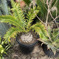 Transvenosus Cycad