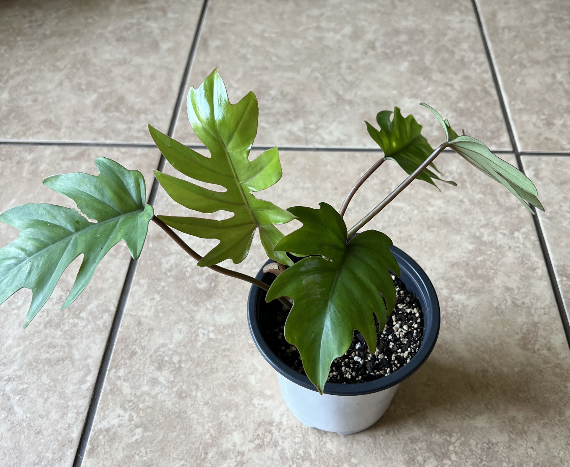 Philodendron Mayoi Live Plant