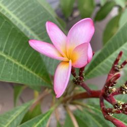 Plumeria 