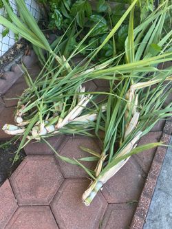 Sugar cane freshly cut