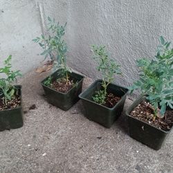 Rue (Ruda) Herb Plant 