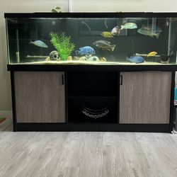 Fish Tank/Stand with Fish Included