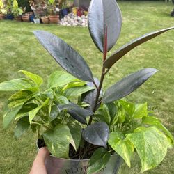 Housplant 3 In One Pot