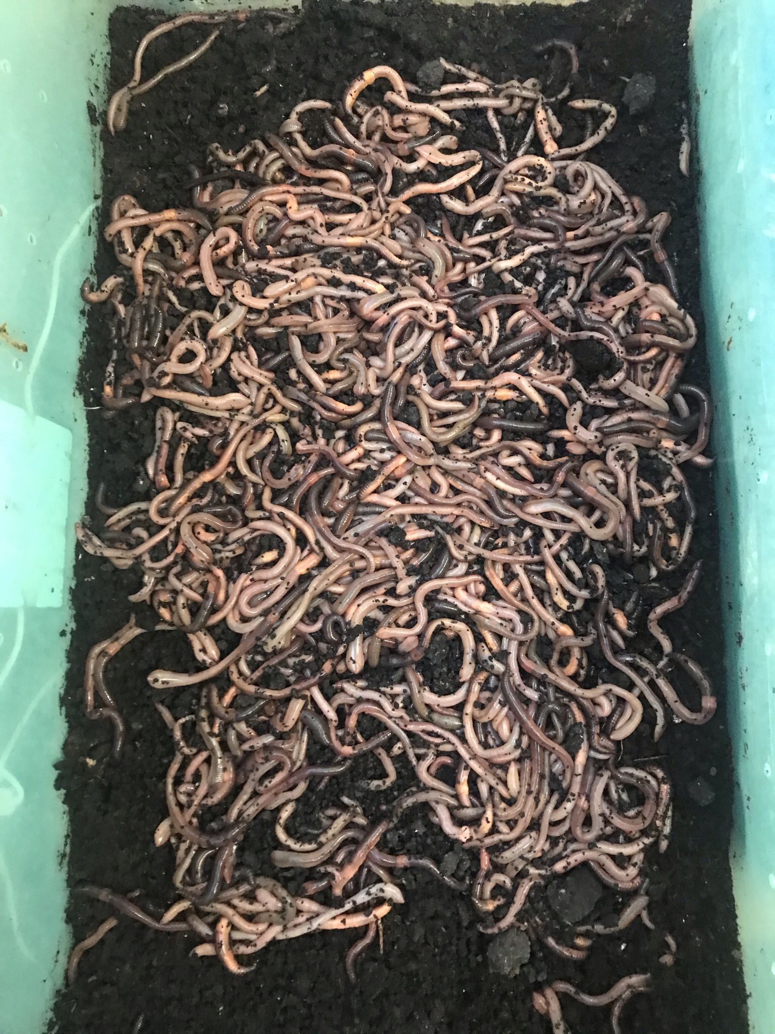 2000/20 Pounds Of Canadian Night Crawlers