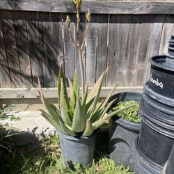 Aloe Plants 