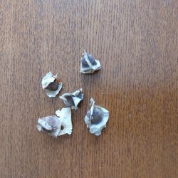 Moringa Seeds X5  FREE