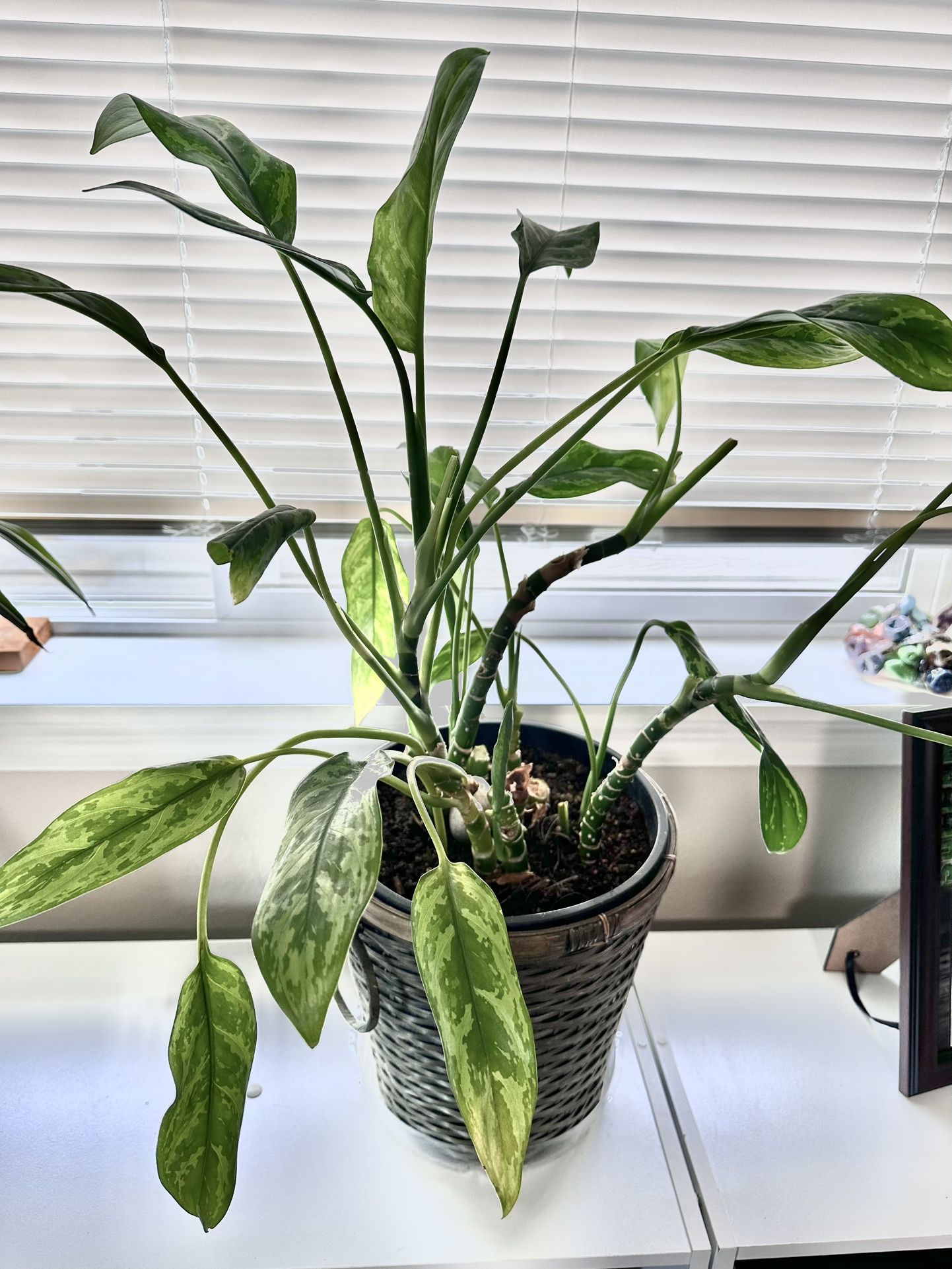 Aglaonema Maria Plant In 10” Basket