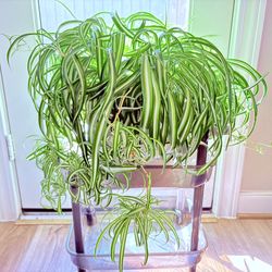 Large Verigated Spider plant in 12inch planter