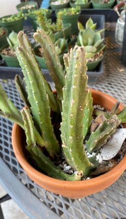 Stapilia succulent with Star flower Red Gigante plant