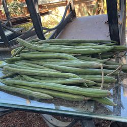 Fresh Organic Moringa Sticks