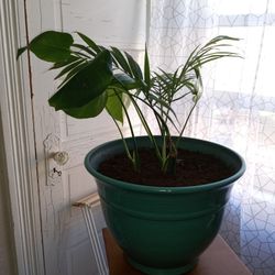 Big House Plant 