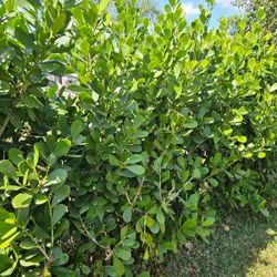 Huge Clusias over 6 feet tall  Instant privacy hedge for fence