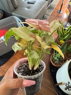 Syngonium Pink Live Plant