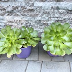 Big Succulents for Sale