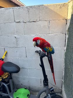 Macaw cage