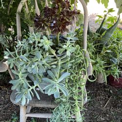 Maceta grande con cuatro diferentes plantas