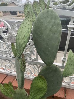 Cactus